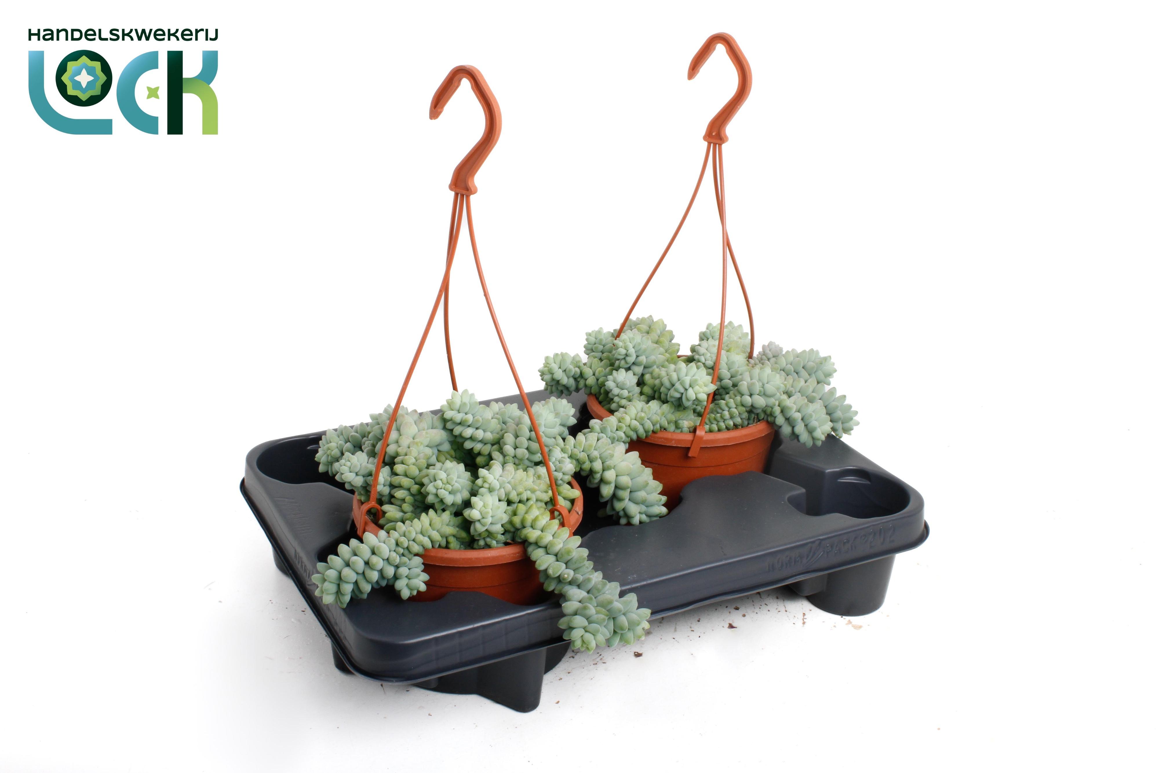 Горшечные цветы и растения оптом Sedum Burrito от 2шт из Голландии с доставкой по России