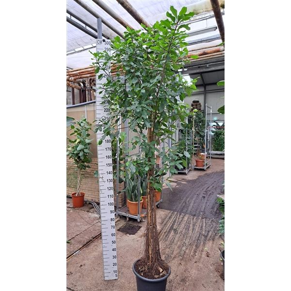 Горшечные цветы и растения оптом Ficus Natalensis Lynn Multistam от 1шт из Голландии с доставкой по России