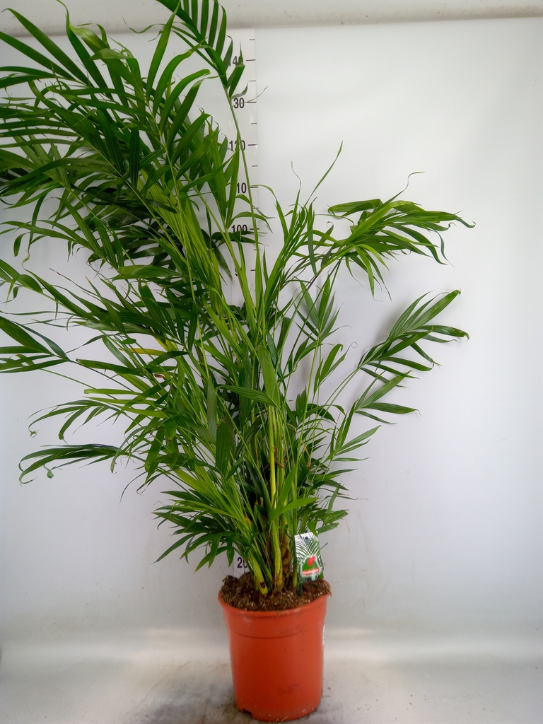 Горшечные цветы и растения оптом Dypsis Lutescens   ...chrysalidoca от 1шт из Голландии с доставкой по России