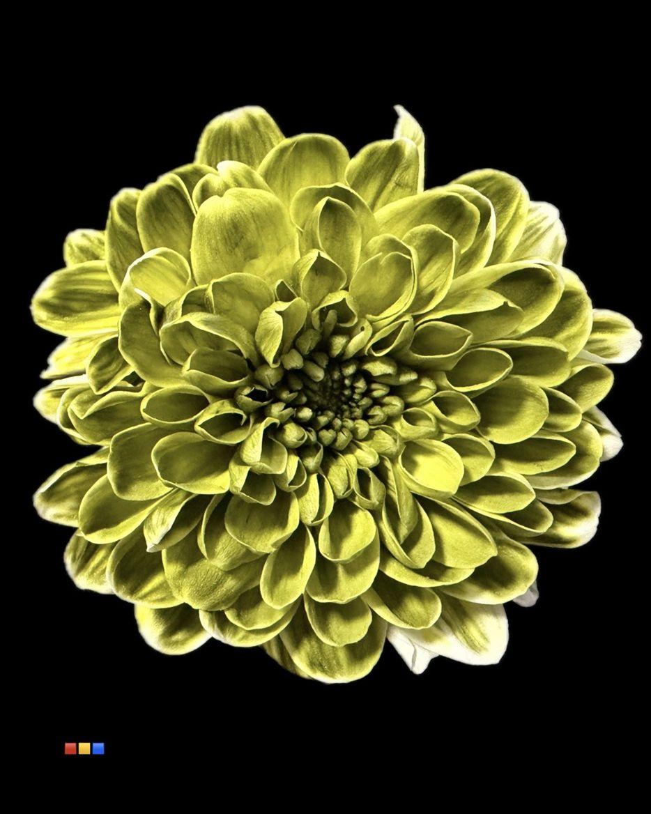 Срезанные цветы оптом Chrys sp paint altaj moss green от 40шт из Голландии с доставкой по России