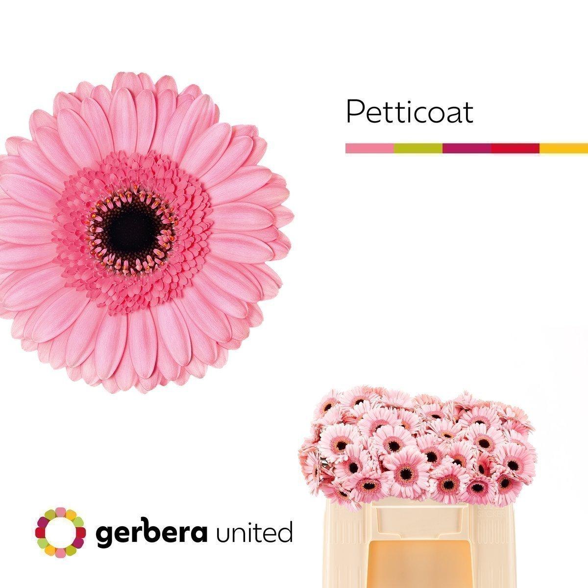 Срезанные цветы оптом Germini petticoat от 80шт из Голландии с доставкой по России