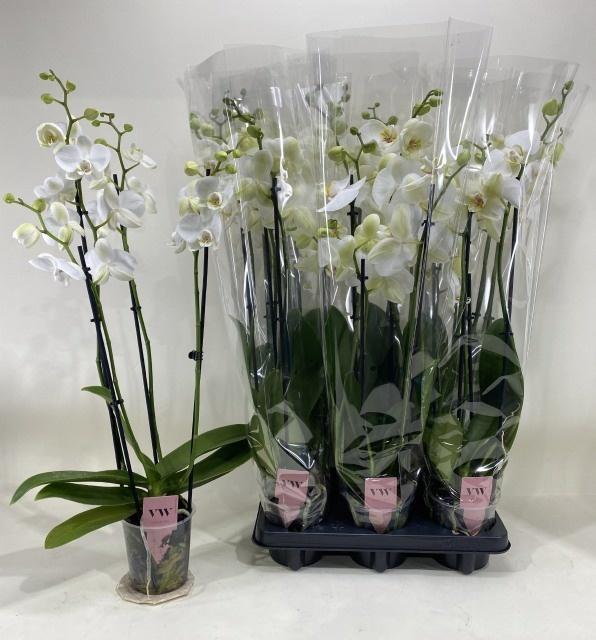Горшечные цветы и растения оптом Phal Ov Wit от 6шт из Голландии с доставкой по России