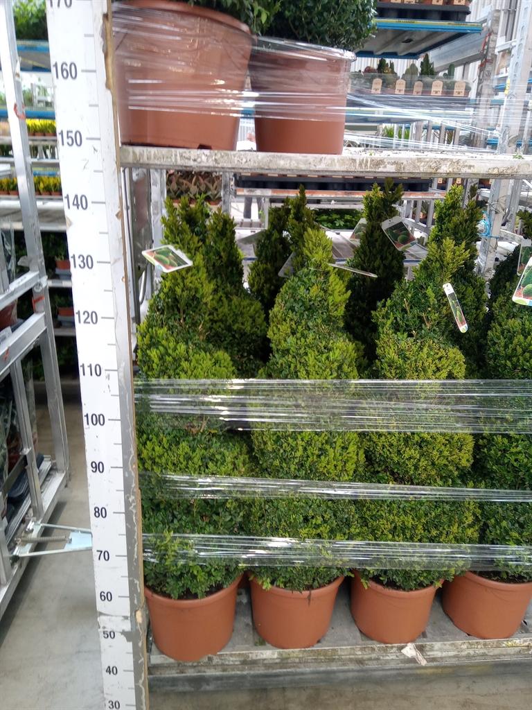 Горшечные цветы и растения оптом Buxus Semp.   ... от 1шт из Голландии с доставкой по России