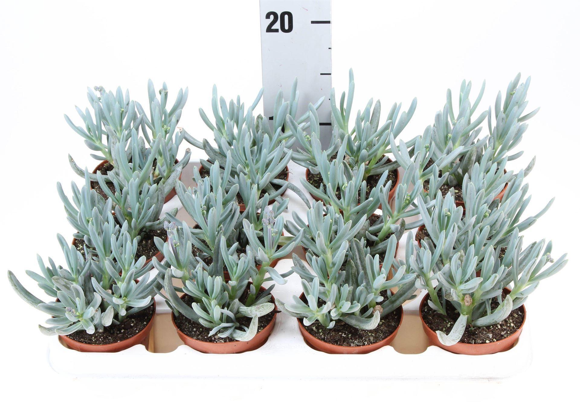 Горшечные цветы и растения оптом Senecio Kleinia Stapeliformis от 12шт (для телеги) из Голландии с доставкой по России