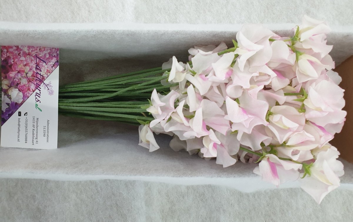Срезанные цветы оптом Lathyrus wedding white (white-pink) от 50шт. из Голландии с доставкой по России