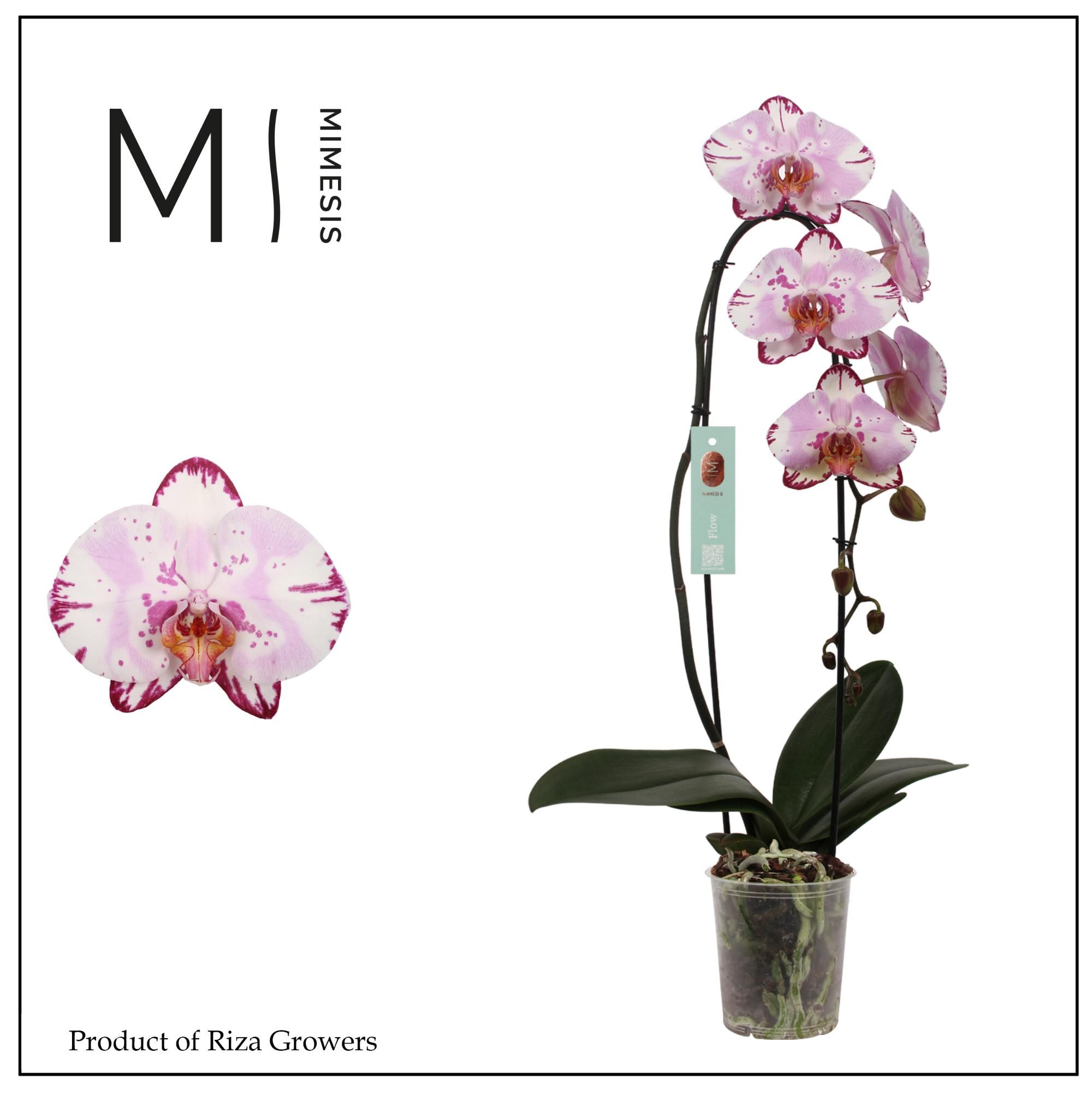 Горшечные цветы и растения оптом Phal 1st Flow Emiliya 8+ Mimesis (orchid Growers) от 8шт из Голландии с доставкой по России