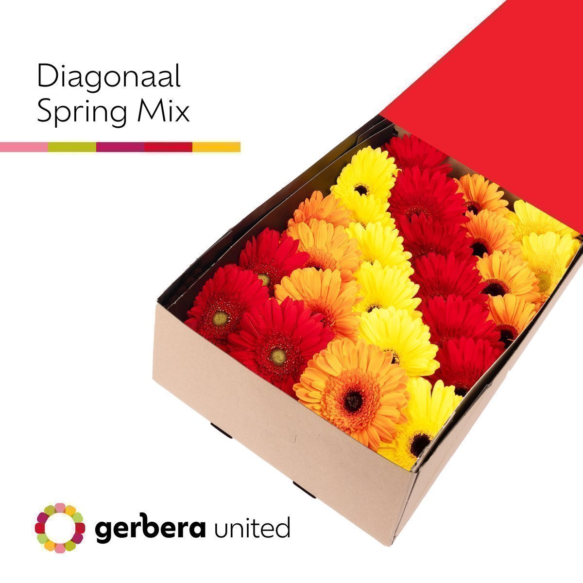 Срезанные цветы оптом Gerbera mix spring от 50шт из Голландии с доставкой по России