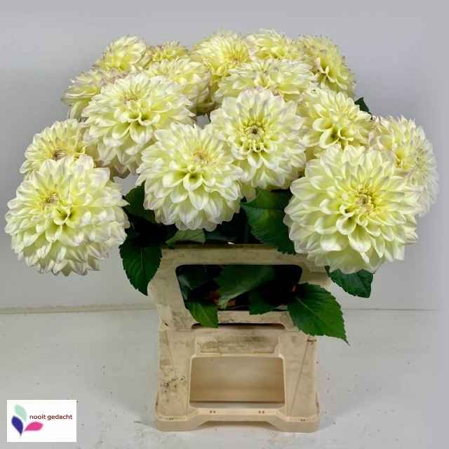 Срезанные цветы оптом Dahlia bowl of cream от 20шт из Голландии с доставкой по России