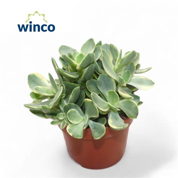 Горшечные цветы и растения оптом Crassula Rusby Variegata от 12шт из Голландии с доставкой по России