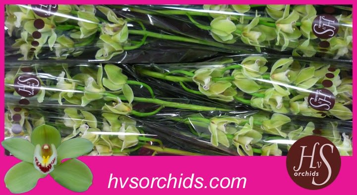 Срезанные цветы оптом Cymbidium green piedmont от 6шт из Голландии с доставкой по России