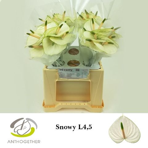 Срезанные цветы оптом Anthurium snowy от 40шт из Голландии с доставкой по России