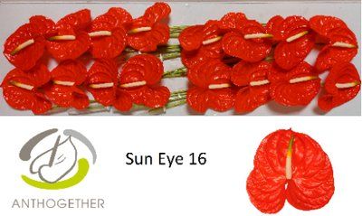 Срезанные цветы оптом Anthurium sun eye от 16шт из Голландии с доставкой по России