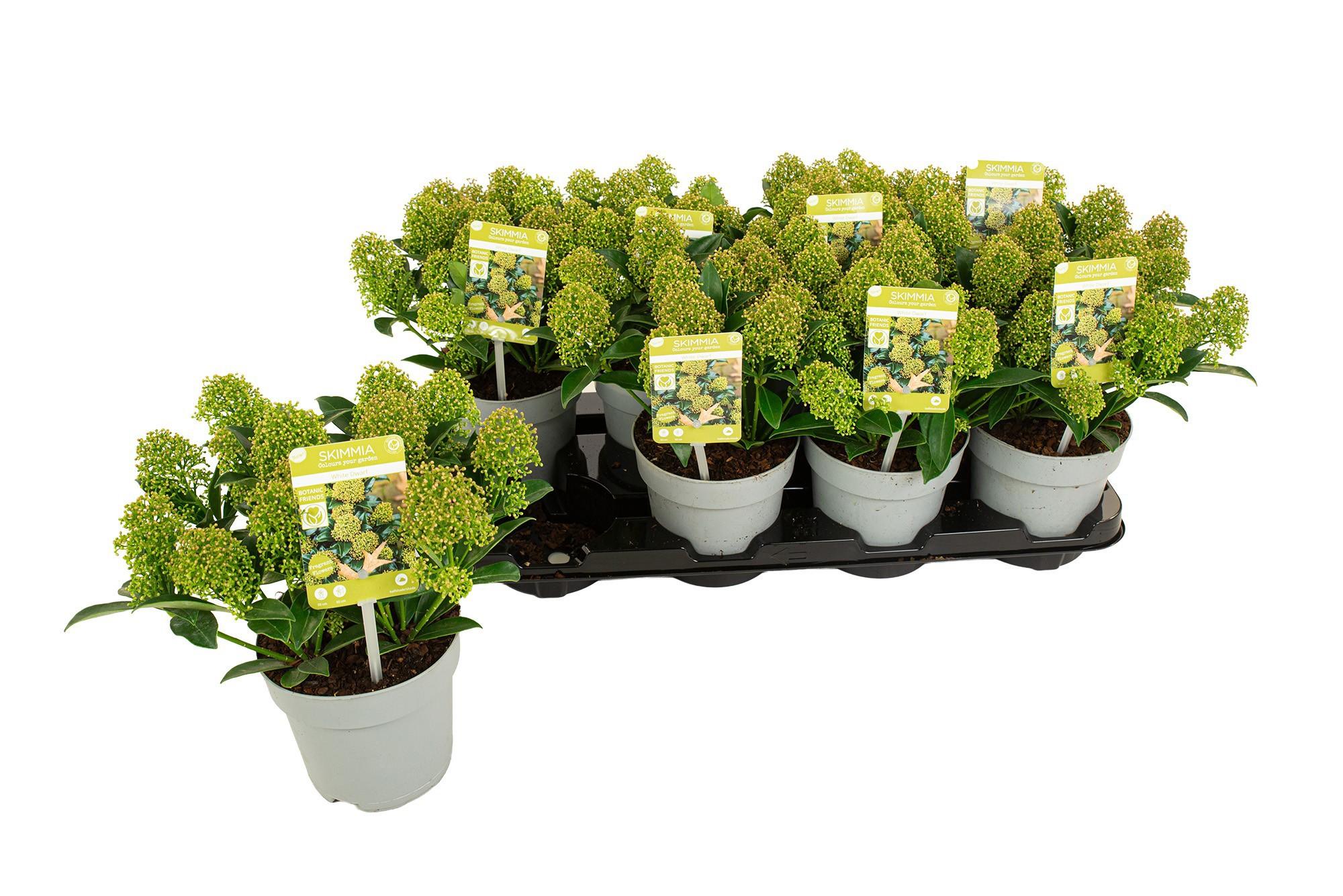 Горшечные цветы и растения оптом Skim J White Dwarf от 8шт из Голландии с доставкой по России