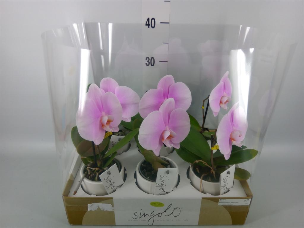 Горшечные цветы и растения оптом Phalaenopsis   ...rose от 6шт (для телеги) из Голландии с доставкой по России