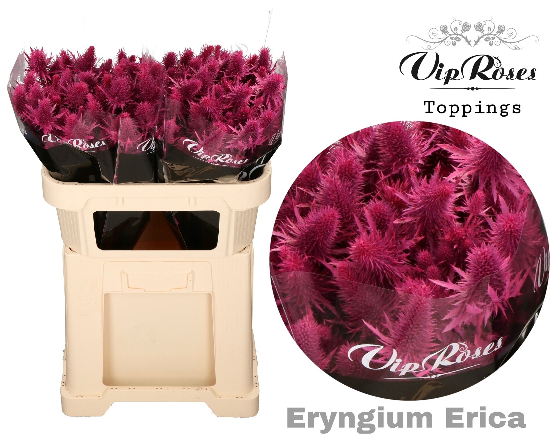 Срезанные цветы оптом Eryngium supernova paint erica от 20шт. из Голландии с доставкой по России