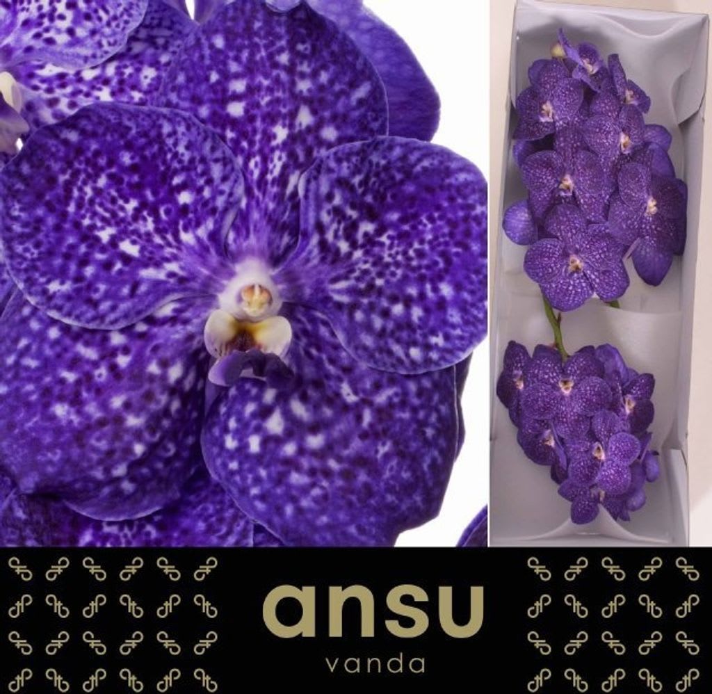 Срезанные цветы оптом Vanda nitaya tweed blue от 16шт. из Голландии с доставкой по России