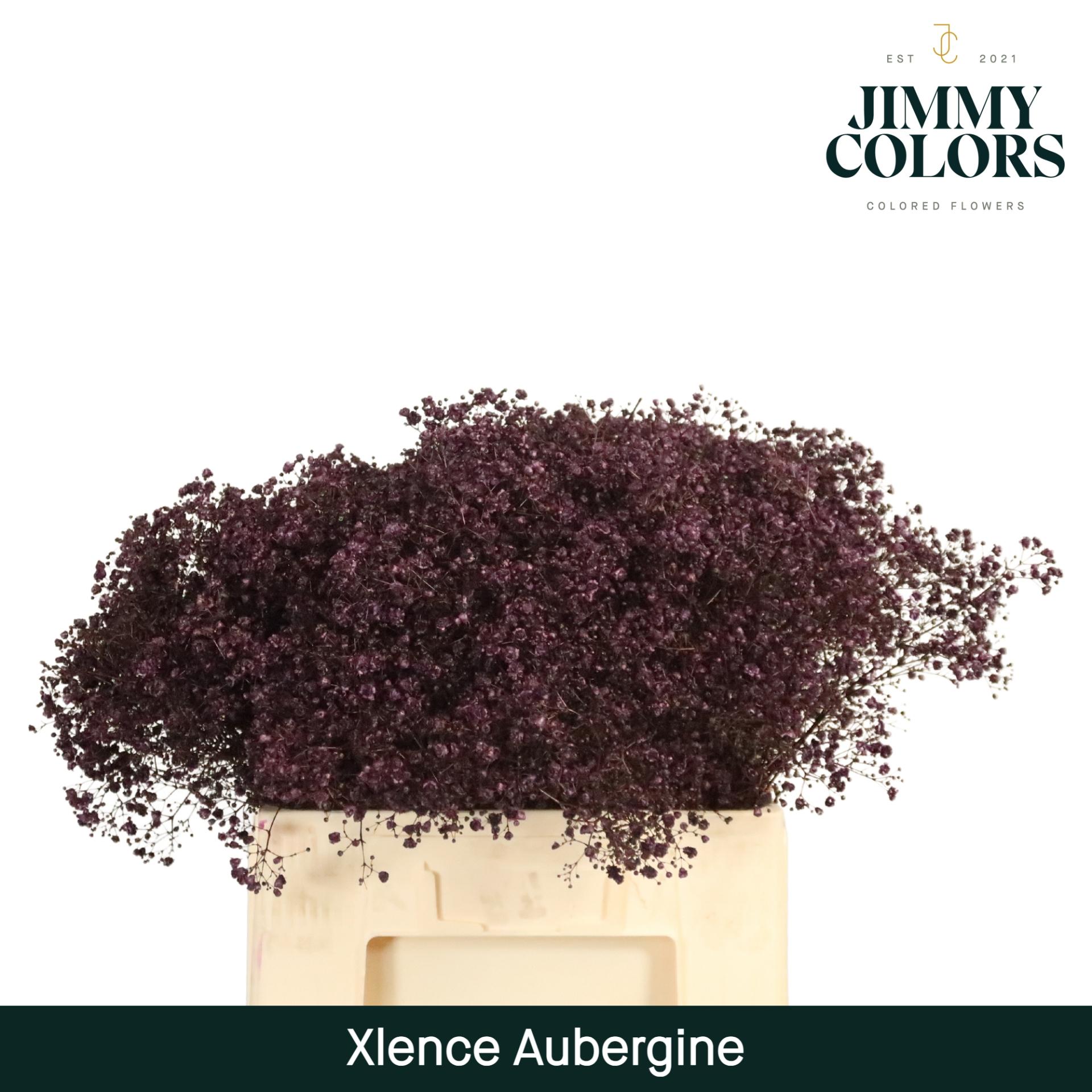 Срезанные цветы оптом Gyps large paint aubergine от 25шт из Голландии с доставкой по России