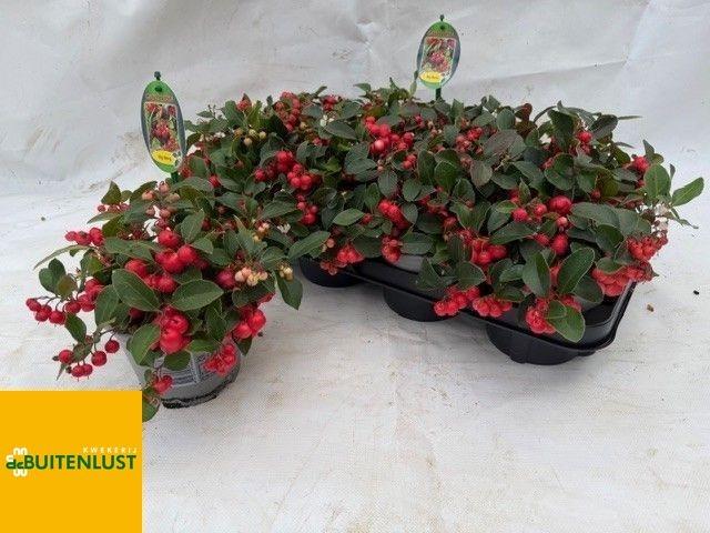 Горшечные цветы и растения оптом Gaulth Pr Big Berry от 8шт из Голландии с доставкой по России