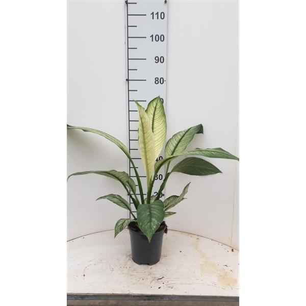 Горшечные цветы и растения оптом Spath Sensation Variegato от 6шт из Голландии с доставкой по России