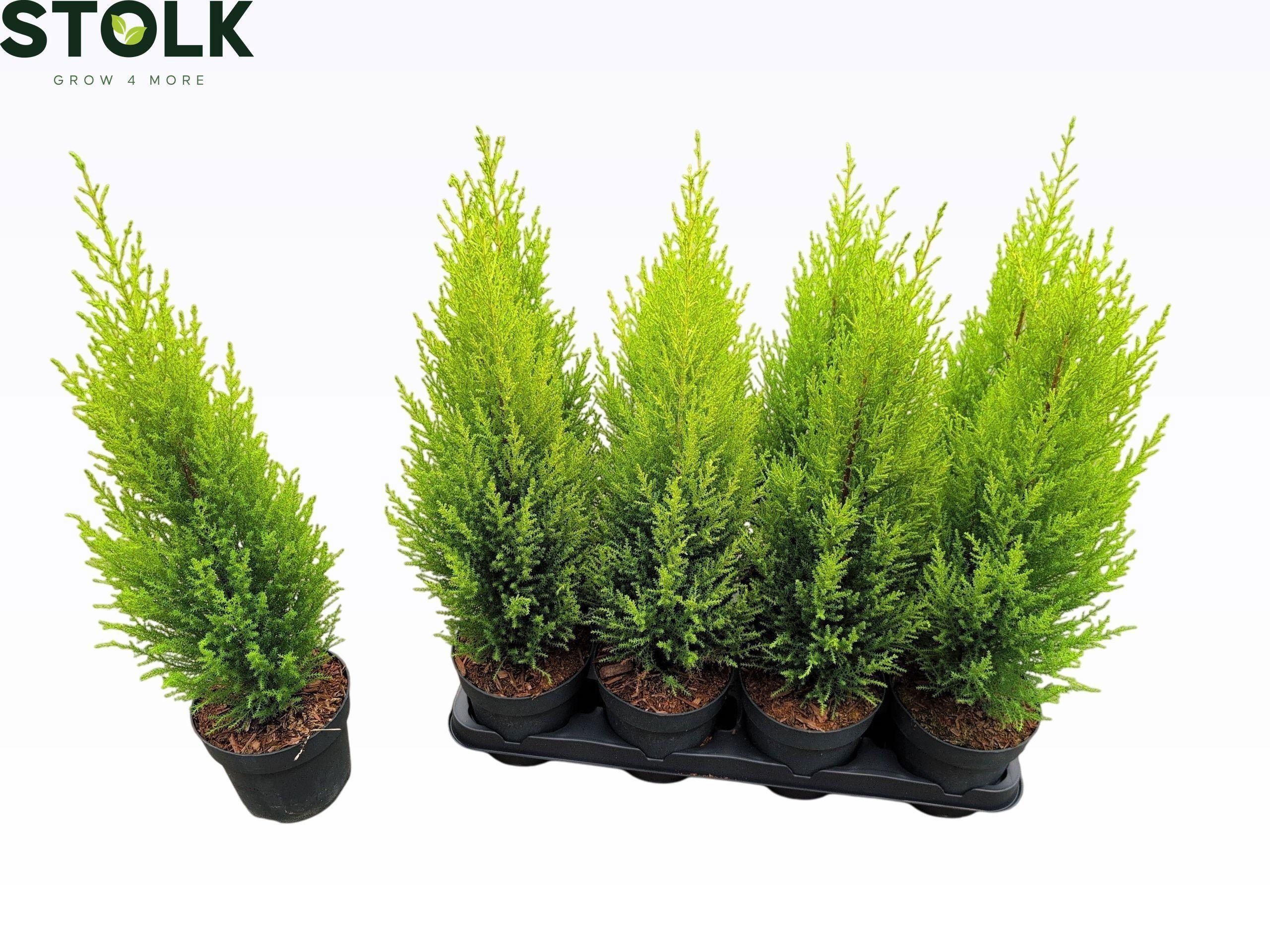 Горшечные цветы и растения оптом Cupr Ma Goldc Wilma от 8шт из Голландии с доставкой по России Горшечные цветы и растения оптом Cupr Ma Goldc Wilma от 8шт из Голландии с доставкой по России