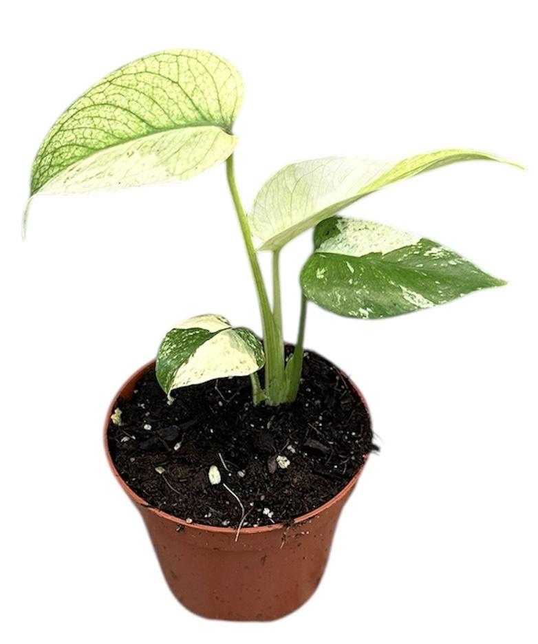 Горшечные цветы и растения оптом Monstera Mint от 1шт (для телеги) из Голландии с доставкой по России