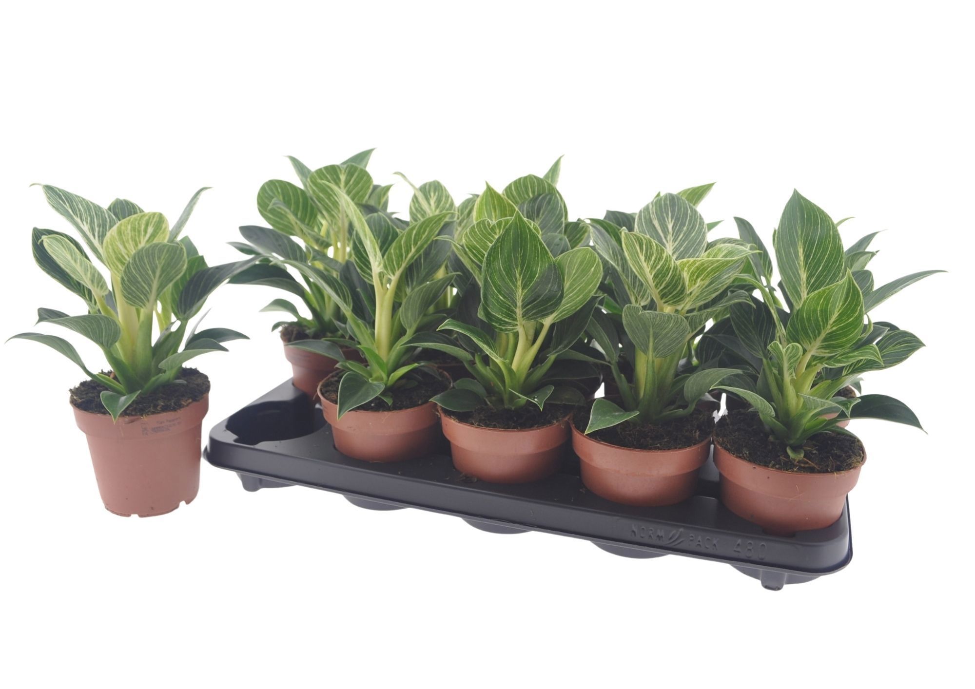 Горшечные цветы и растения оптом Phil Overig от 10шт из Голландии с доставкой по России