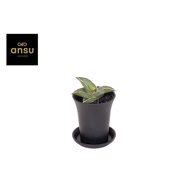 Горшечные цветы и растения оптом Sansevieria Almond Silver In Sierpot от 9шт (для телеги) из Голландии с доставкой по России