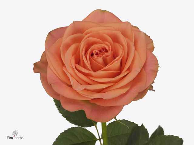 Срезанные цветы оптом Rosa la garden country home от 24шт из Голландии с доставкой по России