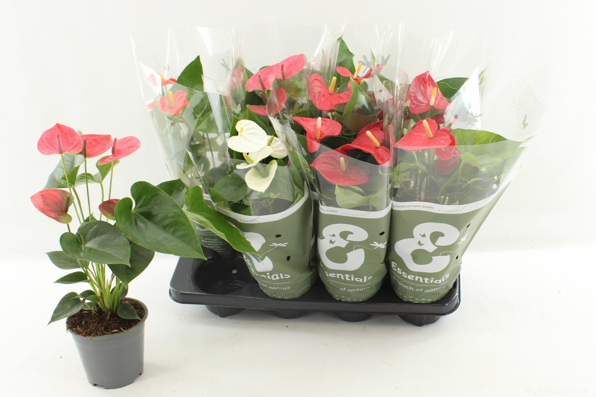 Горшечные цветы и растения оптом Anthu An Gem 4 Kl от 8шт из Голландии с доставкой по России