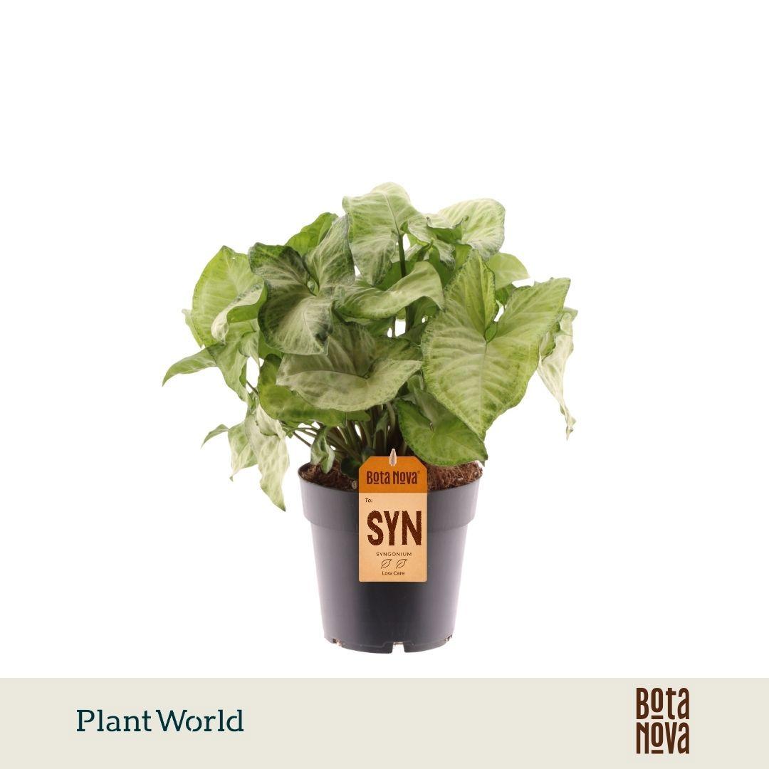 Горшечные цветы и растения оптом Syngonium White Butterfly от 6шт из Голландии с доставкой по России