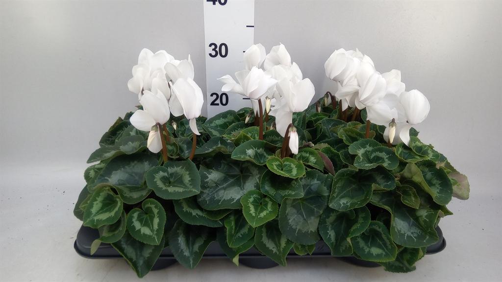 Горшечные цветы и растения оптом Cyclamen Gr mammoth от 6шт (для телеги) из Голландии с доставкой по России