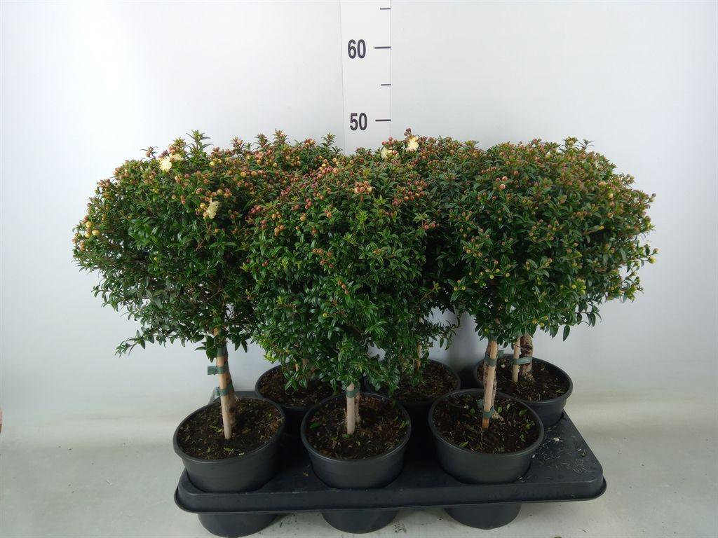 Горшечные цветы и растения оптом Myrsine Africana от 6шт из Голландии с доставкой по России