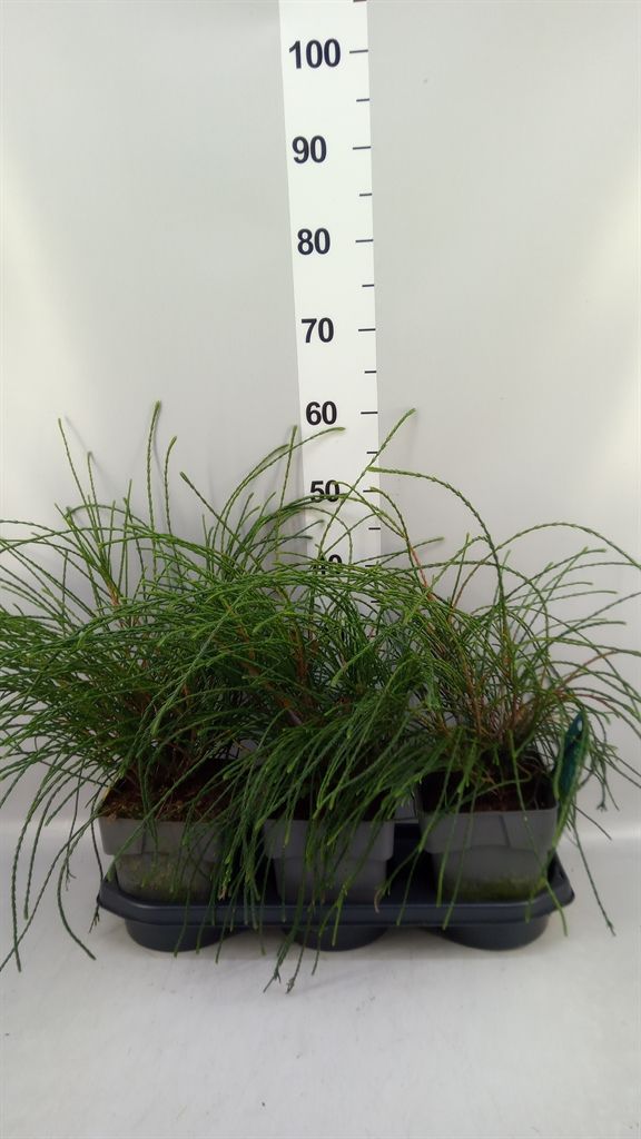 Горшечные цветы и растения оптом Thuja Plicata whipecord от 3шт из Голландии с доставкой по России