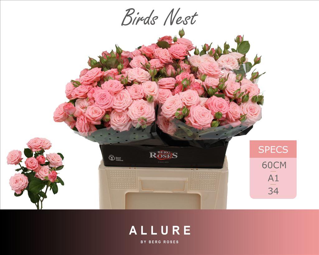 Срезанные цветы оптом Rosa spray birds nest+ от 30шт из Голландии с доставкой по России
