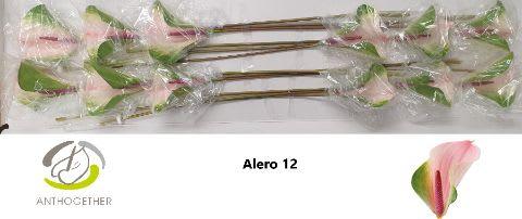 Срезанные цветы оптом Anthurium alero от 12шт из Голландии с доставкой по России