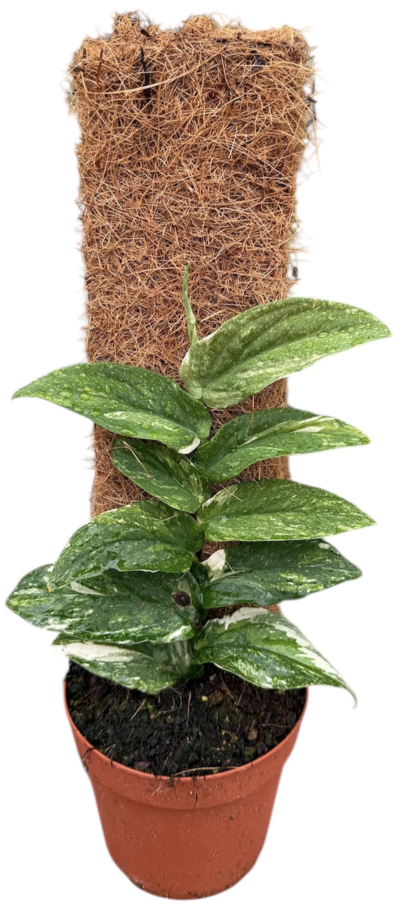 Горшечные цветы и растения оптом Rhaphidophora Korthalsii Variegata от 1шт из Голландии с доставкой по России