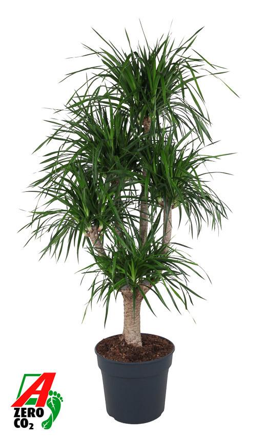 Горшечные цветы и растения оптом Dracaena Angustifolia Vertakt P40 от 1шт из Голландии с доставкой по России