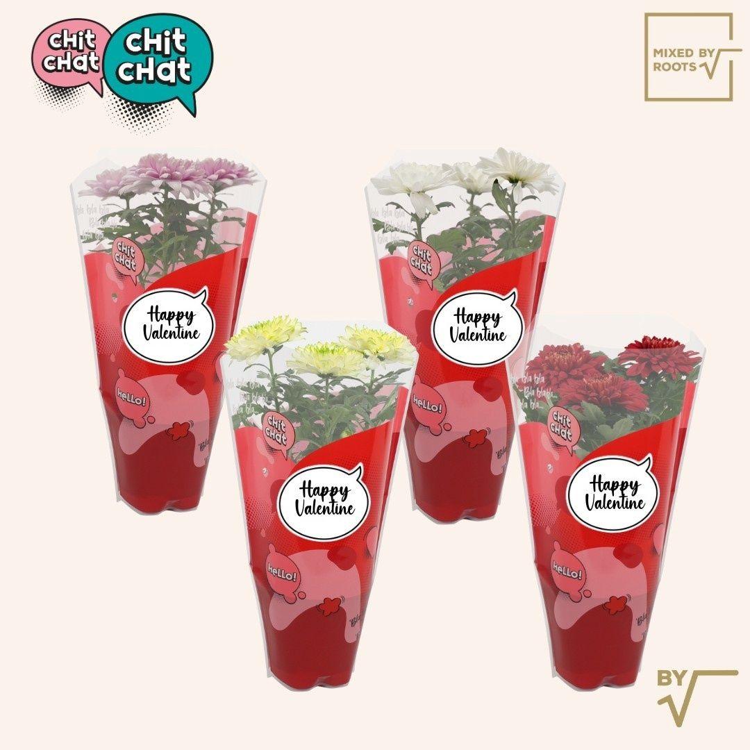 Горшечные цветы и растения оптом Chrys Zembla от 6шт из Голландии с доставкой по России