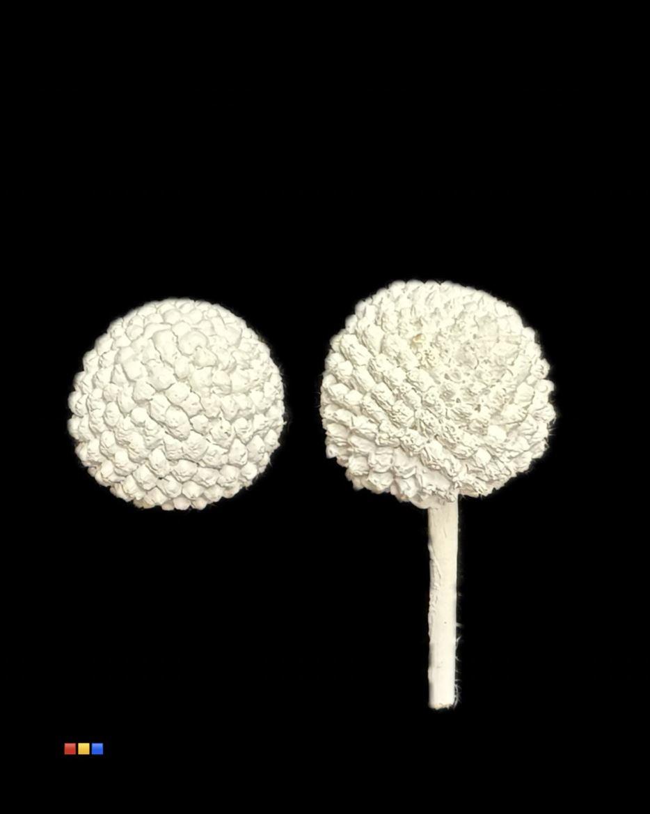 Срезанные цветы оптом Craspedia paint white от 100шт из Голландии с доставкой по России