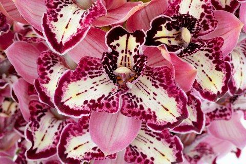 Срезанные цветы оптом Cymbidium red pink three of a kind от 12шт из Голландии с доставкой по России