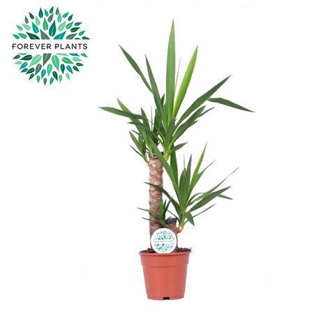 Горшечные цветы и растения оптом Yucca 45-20 1+ от 6шт из Голландии с доставкой по России