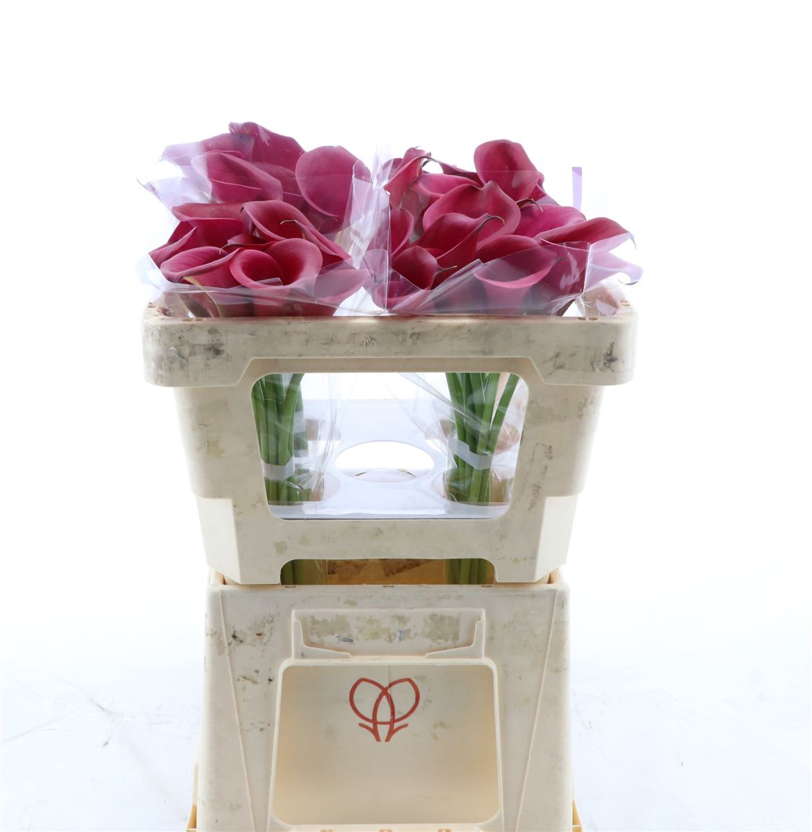 Срезанные цветы оптом Zantedeschia red salsa от 40шт из Голландии с доставкой по России
