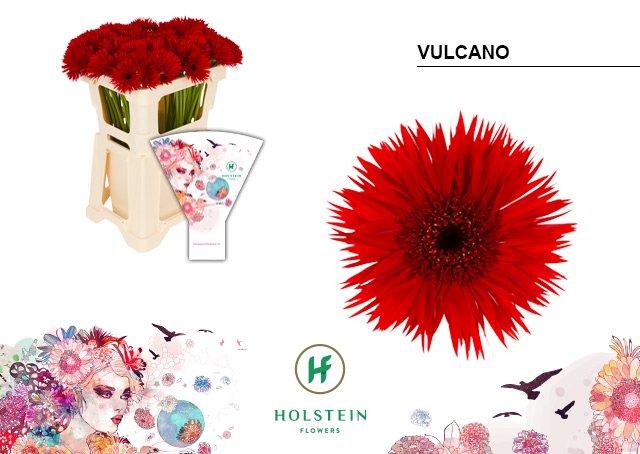 Срезанные цветы оптом Germini gerspider vulcano от 80шт из Голландии с доставкой по России