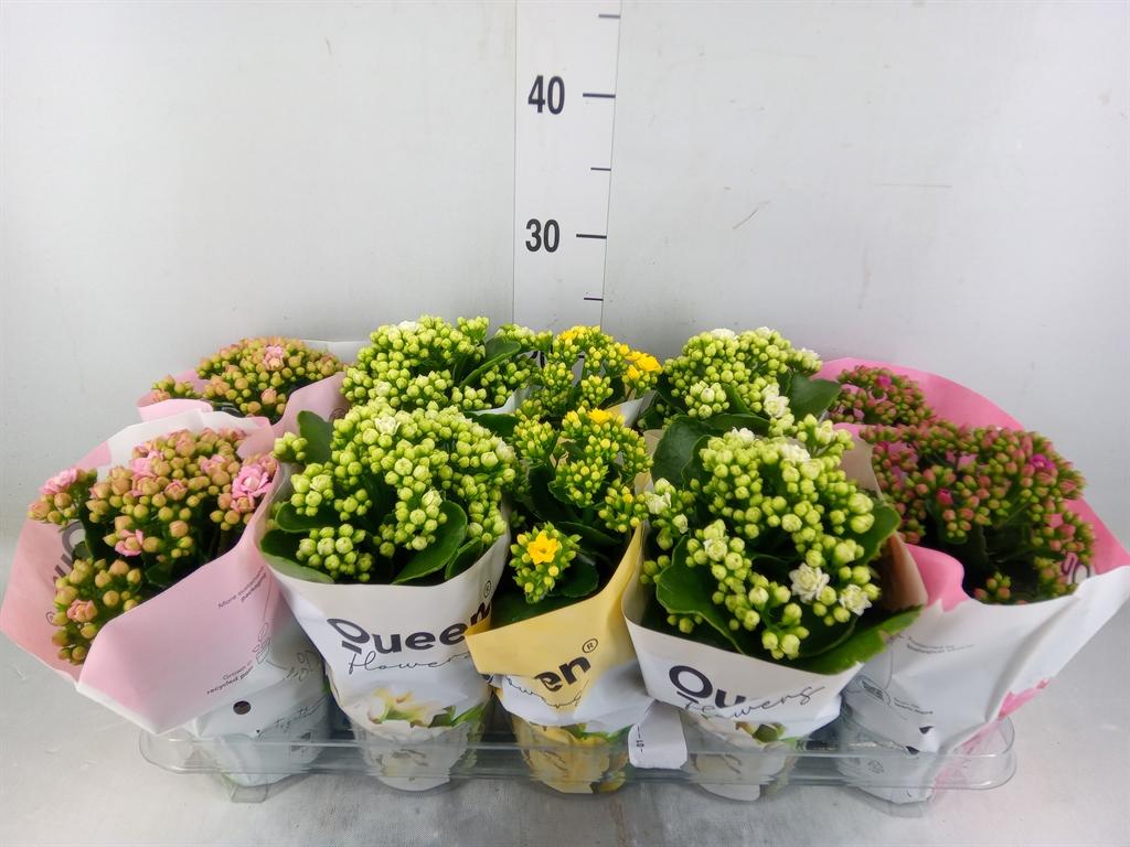 Горшечные цветы и растения оптом Kalanchoe Blos.   ..rosebud Mix Gr от 10шт из Голландии с доставкой по России