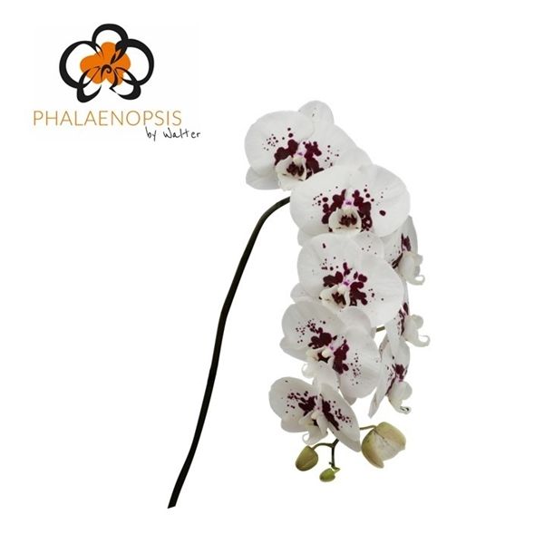 Срезанные цветы оптом Phalaenopsis chian xen panda wine drops (per stem) от 2шт из Голландии с доставкой по России