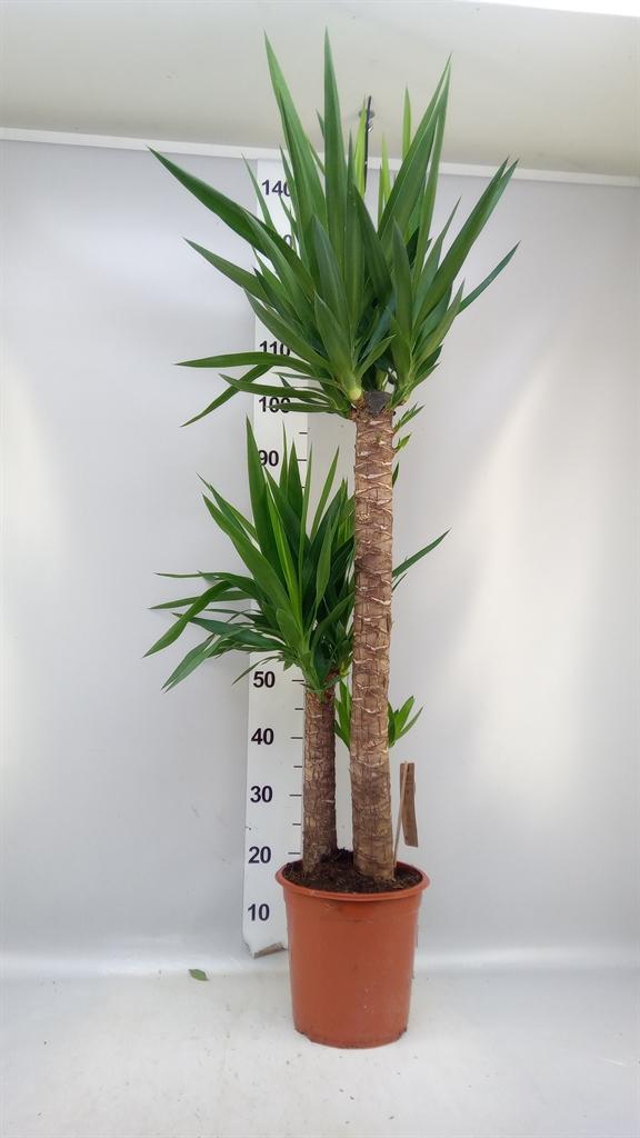Горшечные цветы и растения оптом Yucca ... A от 1шт из Голландии с доставкой по России