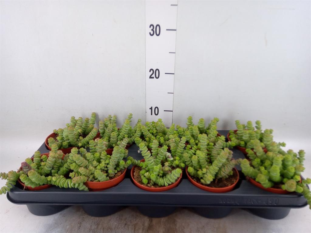 Горшечные цветы и растения оптом Crassula Marnieriana от 10шт из Голландии с доставкой по России