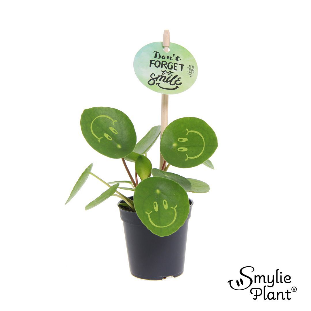 Горшечные цветы и растения оптом Pilea Smylie Plant Happy от 20шт (для телеги) из Голландии с доставкой по России