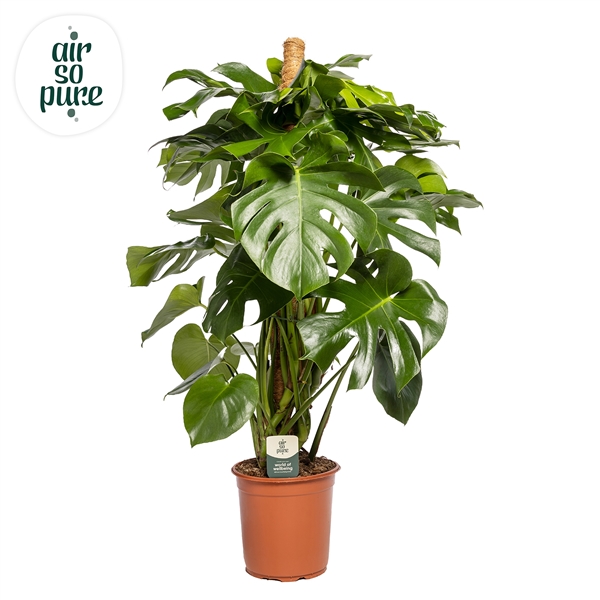 Горшечные цветы и растения оптом Monstera Deliciosa Mosspole  (air So Pure) от 1шт из Голландии с доставкой по России