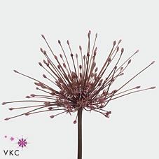 Срезанные цветы оптом Allium schubertii от 10шт из Голландии с доставкой по России